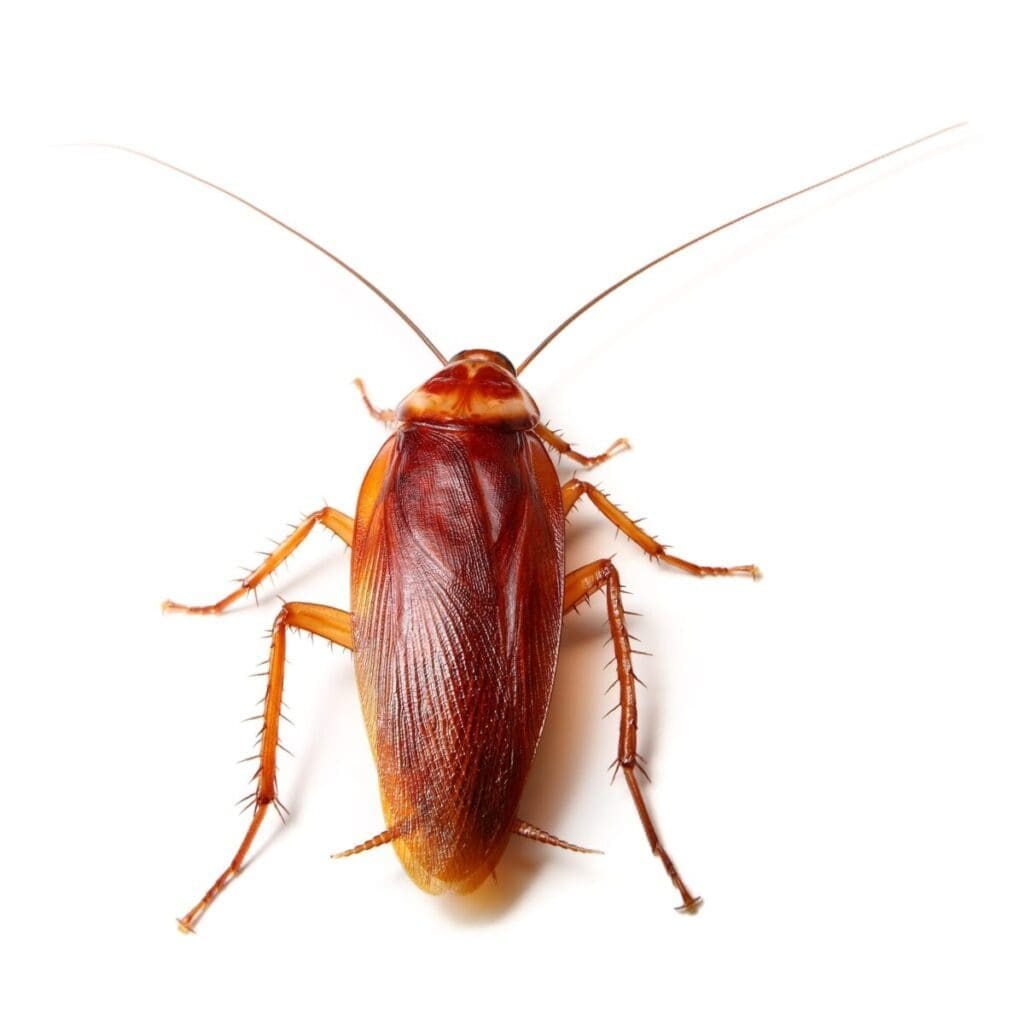 American cockroach
