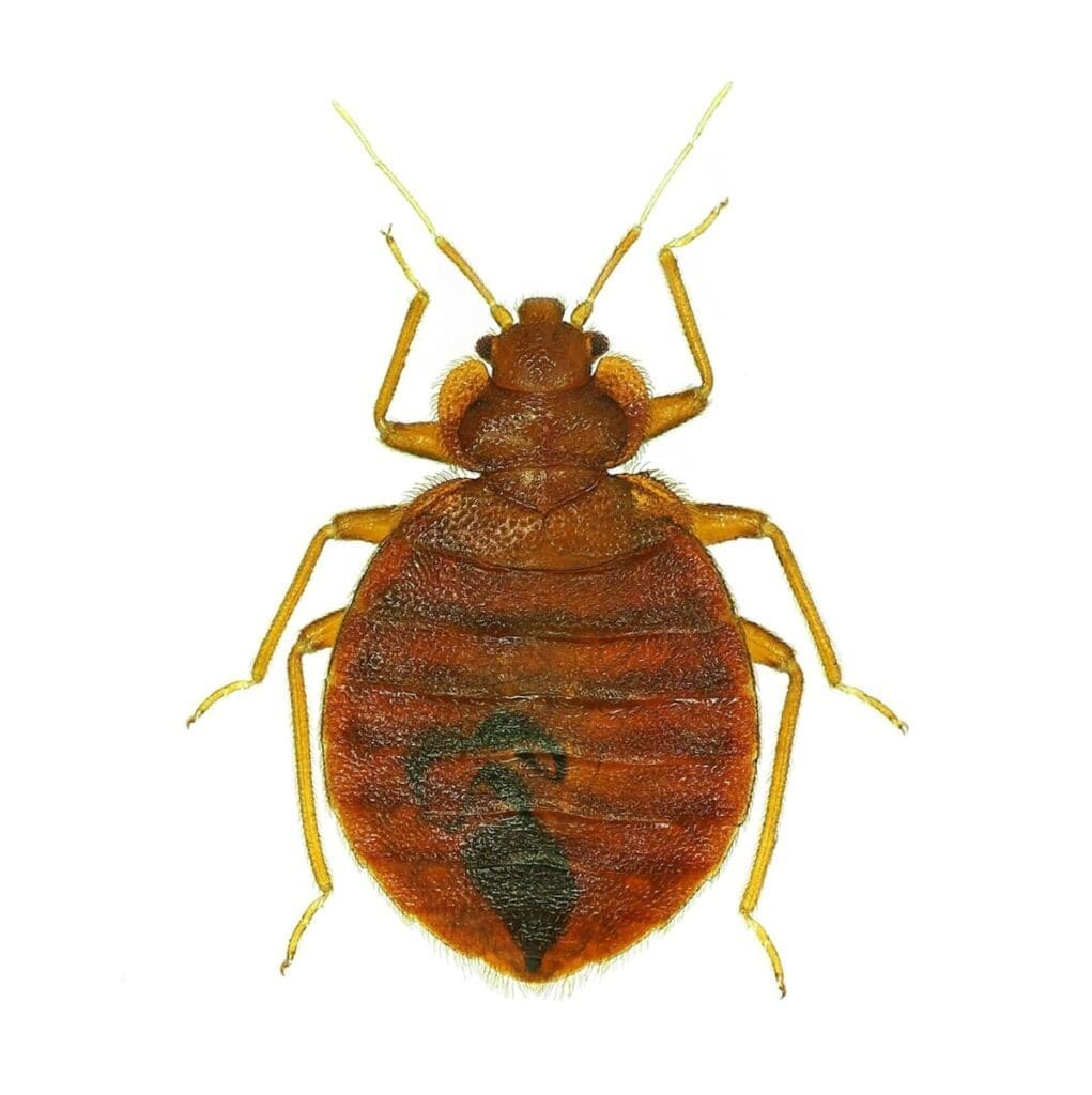 Bed bug