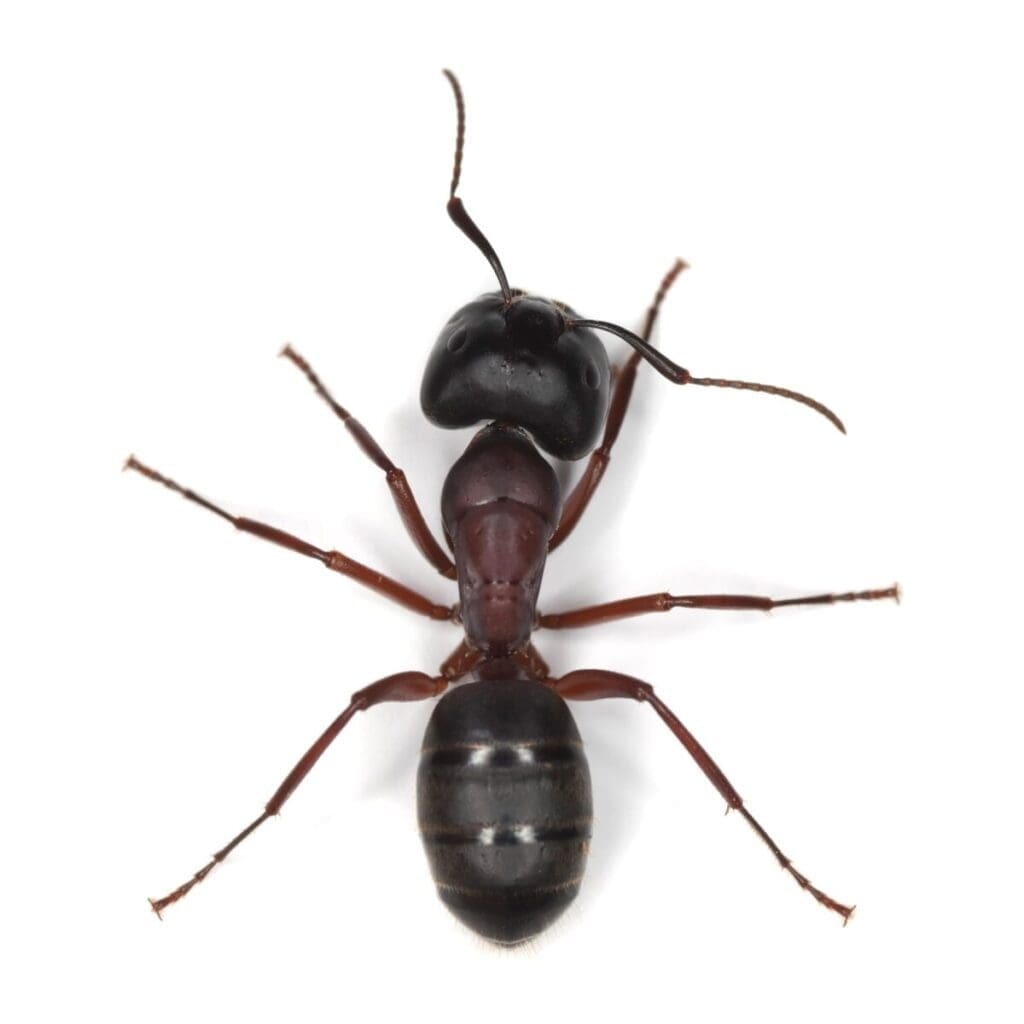 Carpenter ants