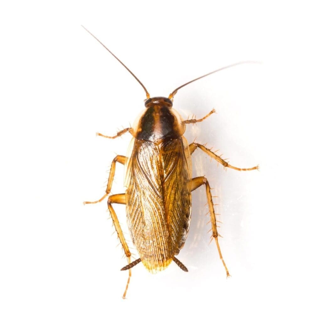 German cockroach