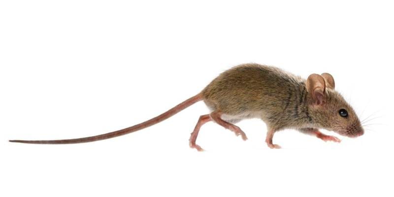 House mice 