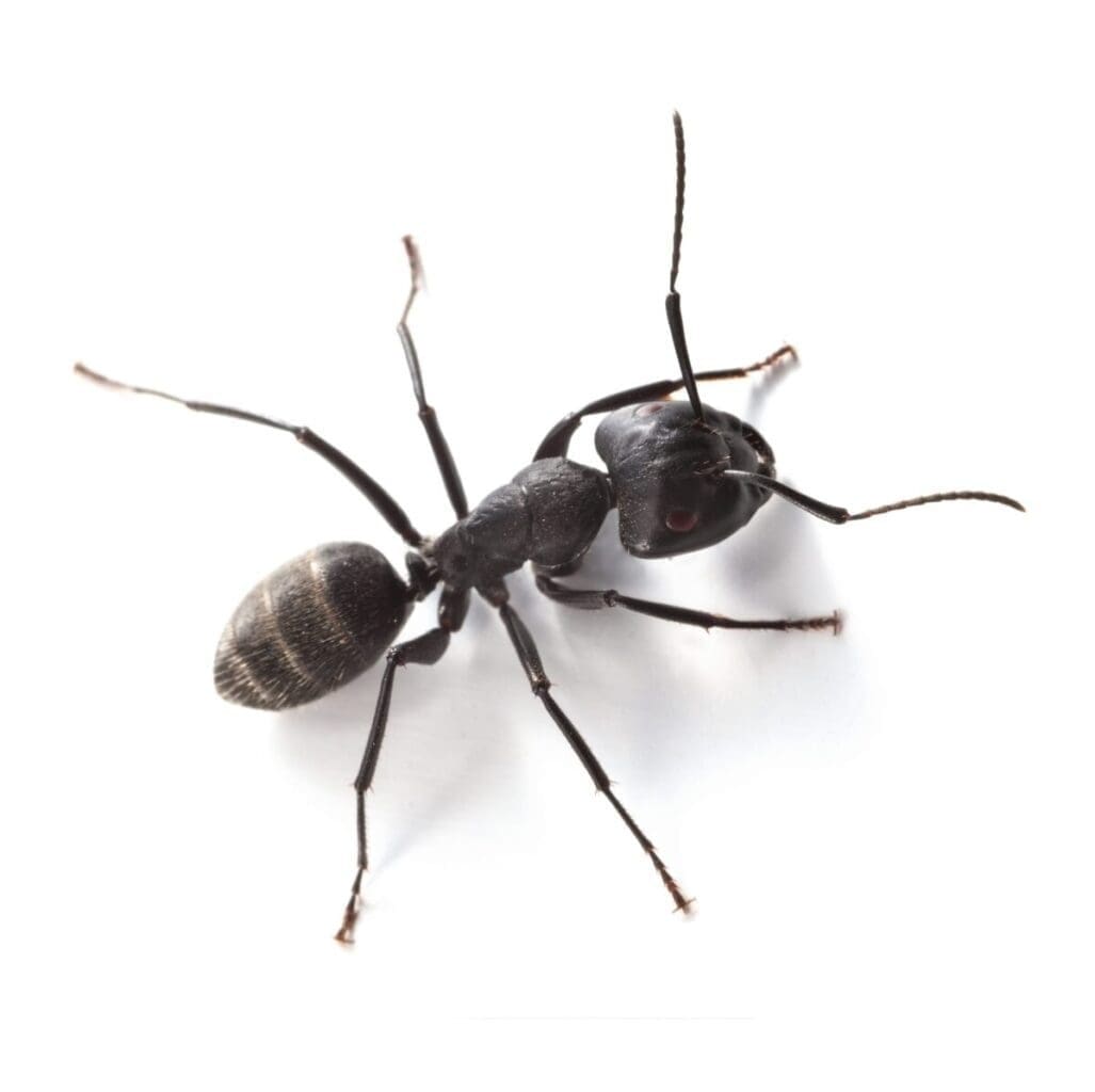 Pavement ants (Workers)