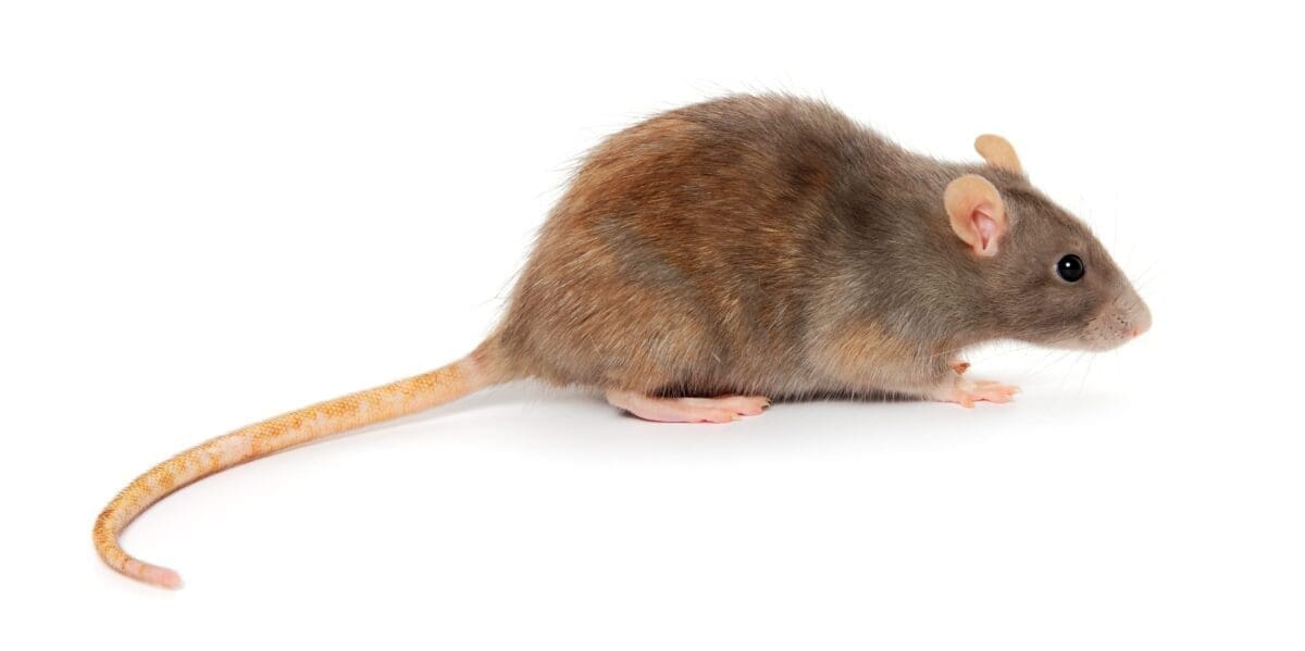 Norway rats