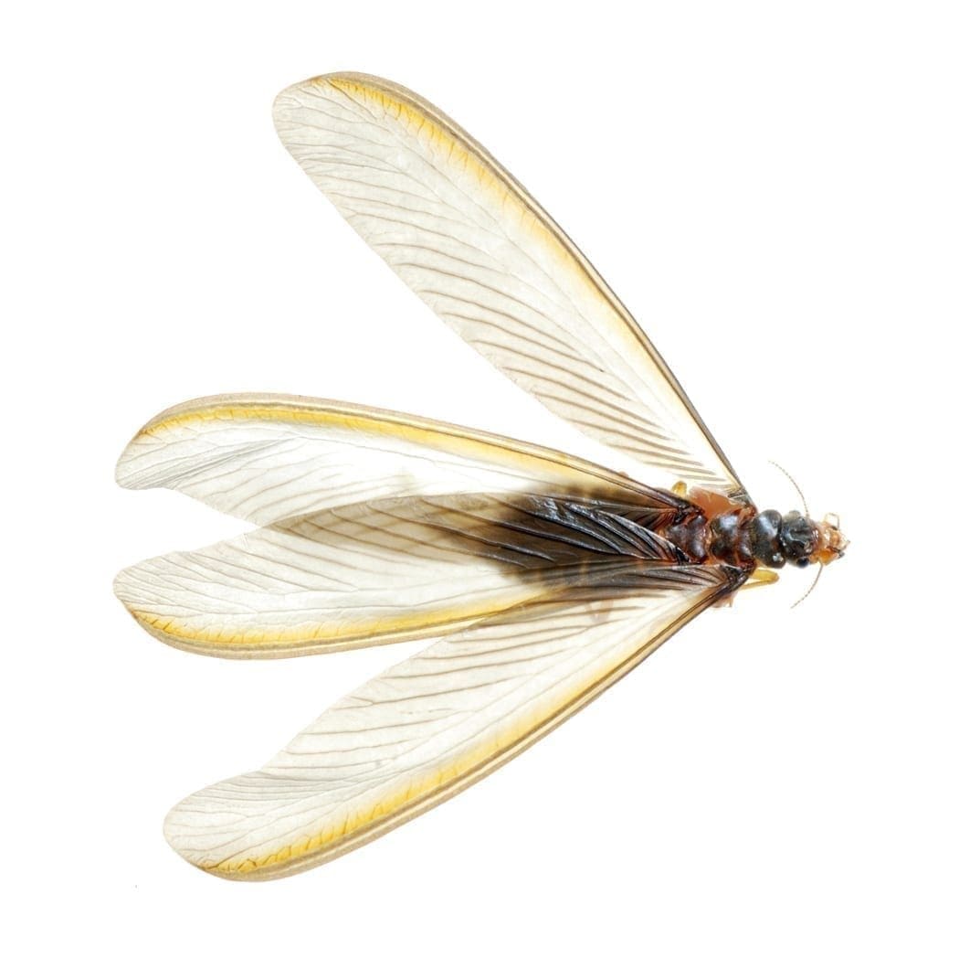 Swarmers