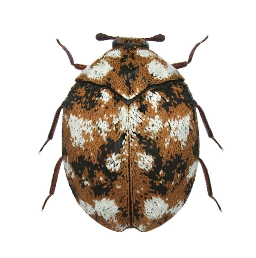 Varied carpet beetle