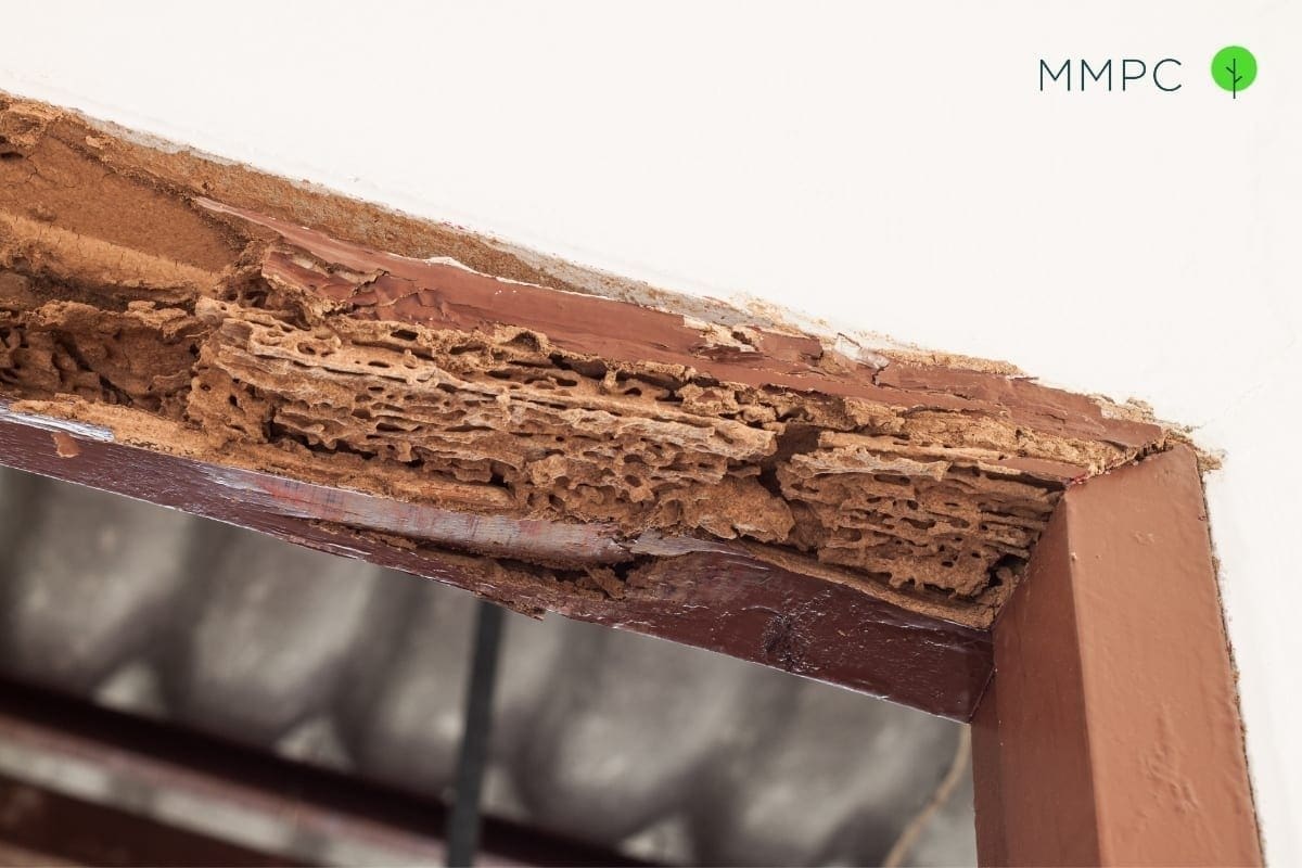 5 signs of termites