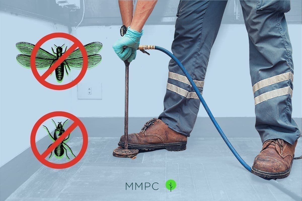 Termite swarmers and termite control in NYC