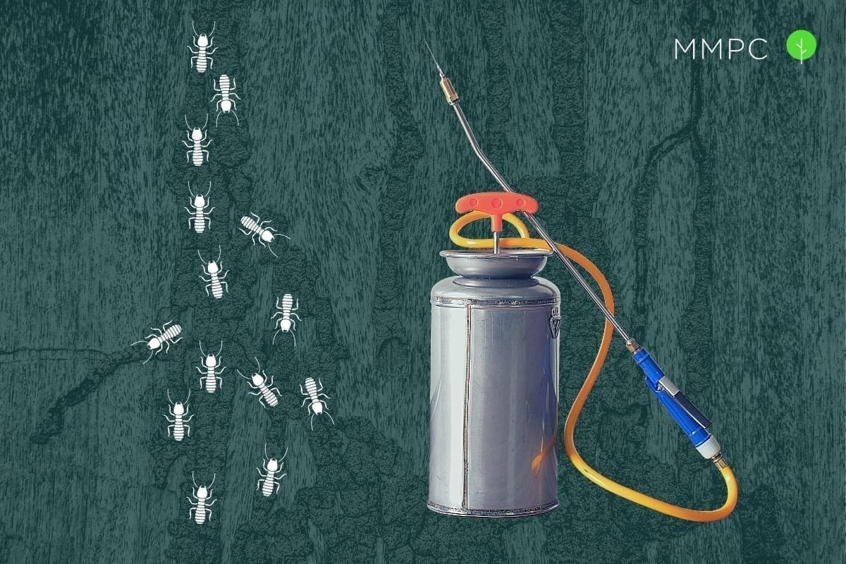 The best methods for termite control