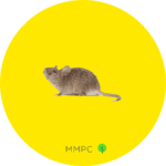 house mouse