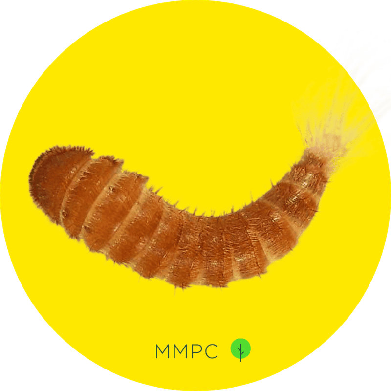 black carpet beetle larva