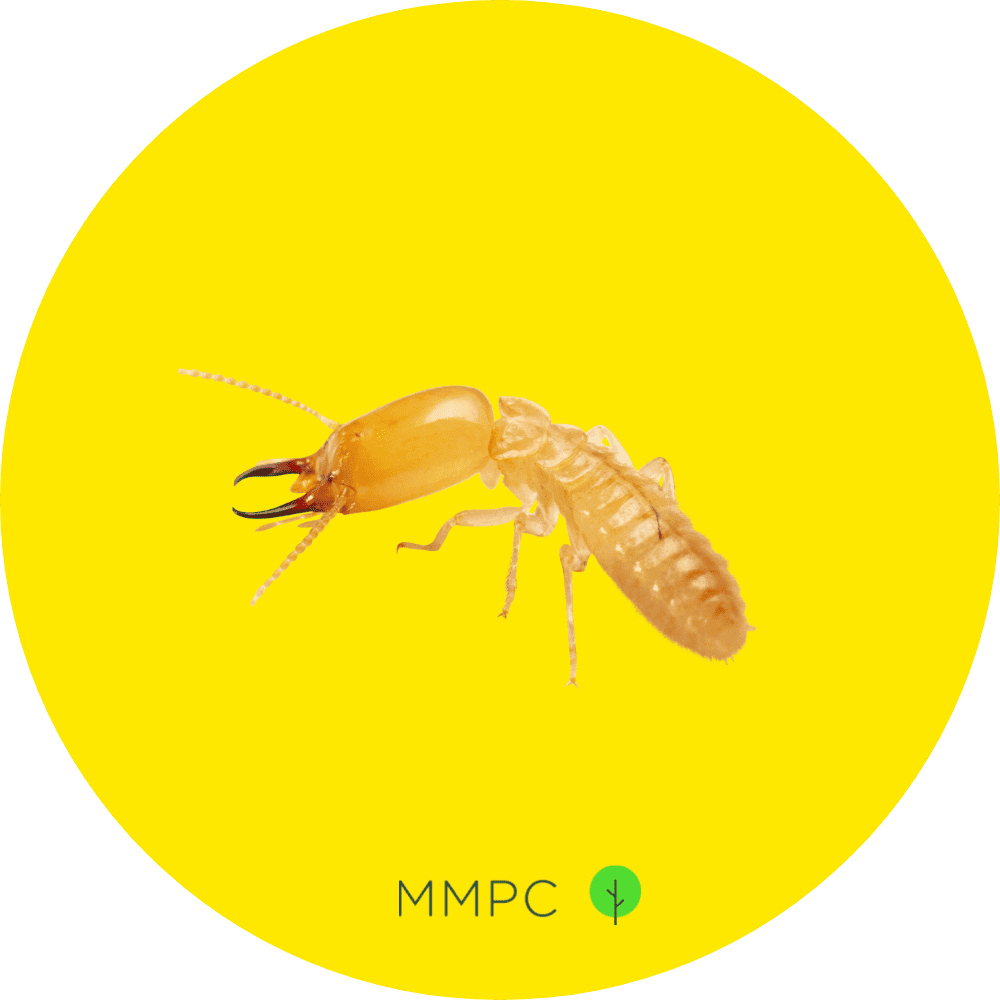 subterranean termite soldier