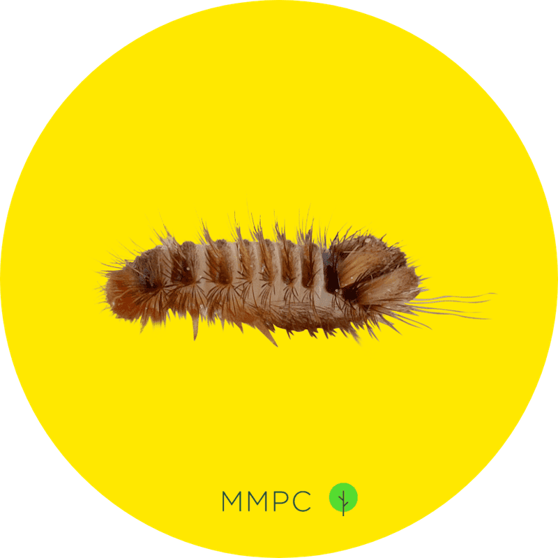 varied carpet beetle larva