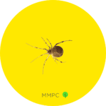 Common House Spider