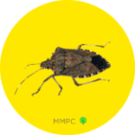 Stink Bug