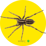 Wolf Spider