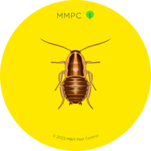 Cockroach Nymph