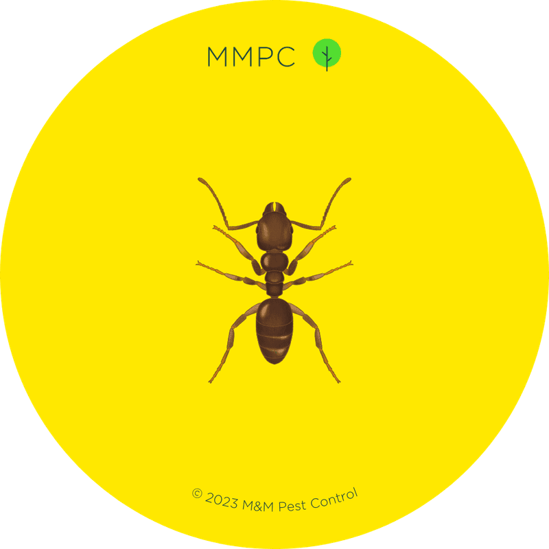 Odorous House Ant