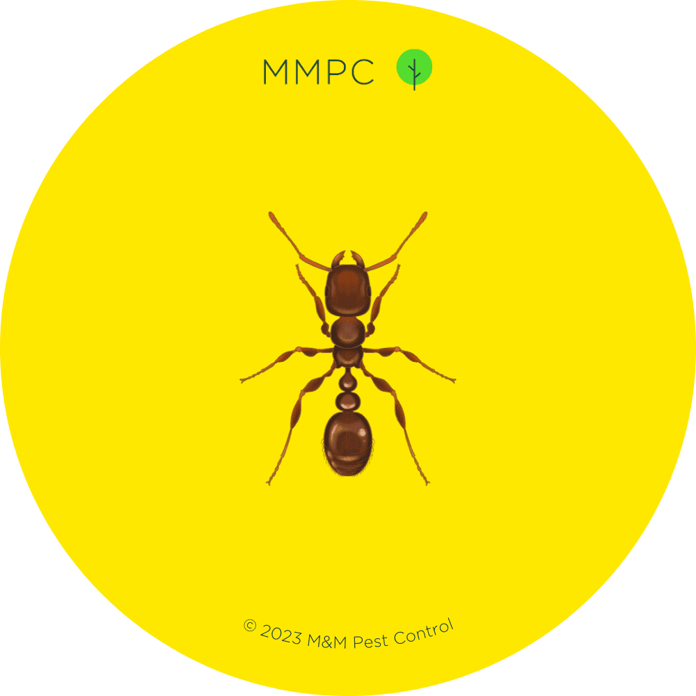 Pavement Ant