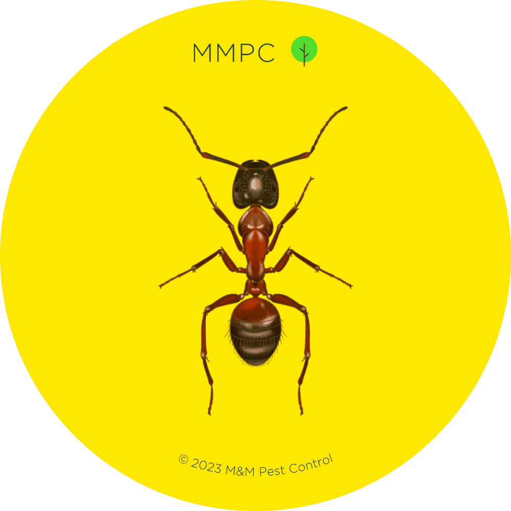 Red Carpenter Ant