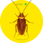 American Cockroach