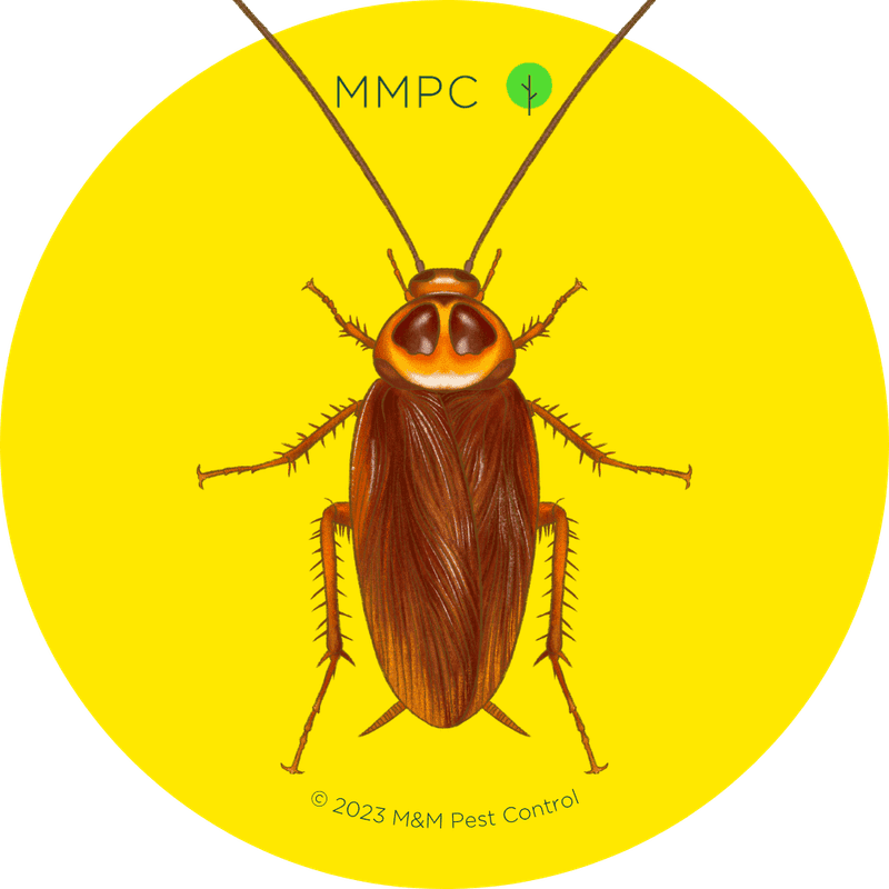 American Cockroach