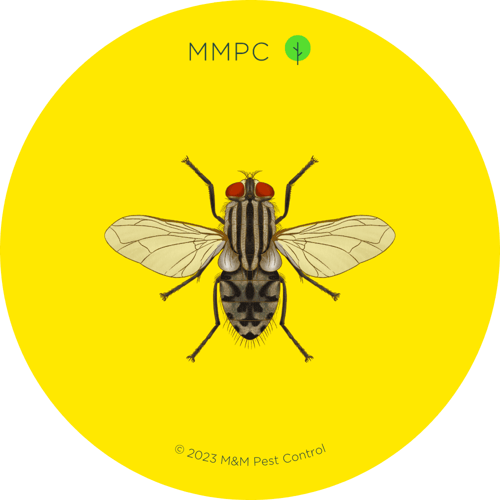 House Fly
