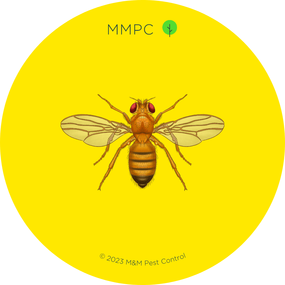 Fruit Fly