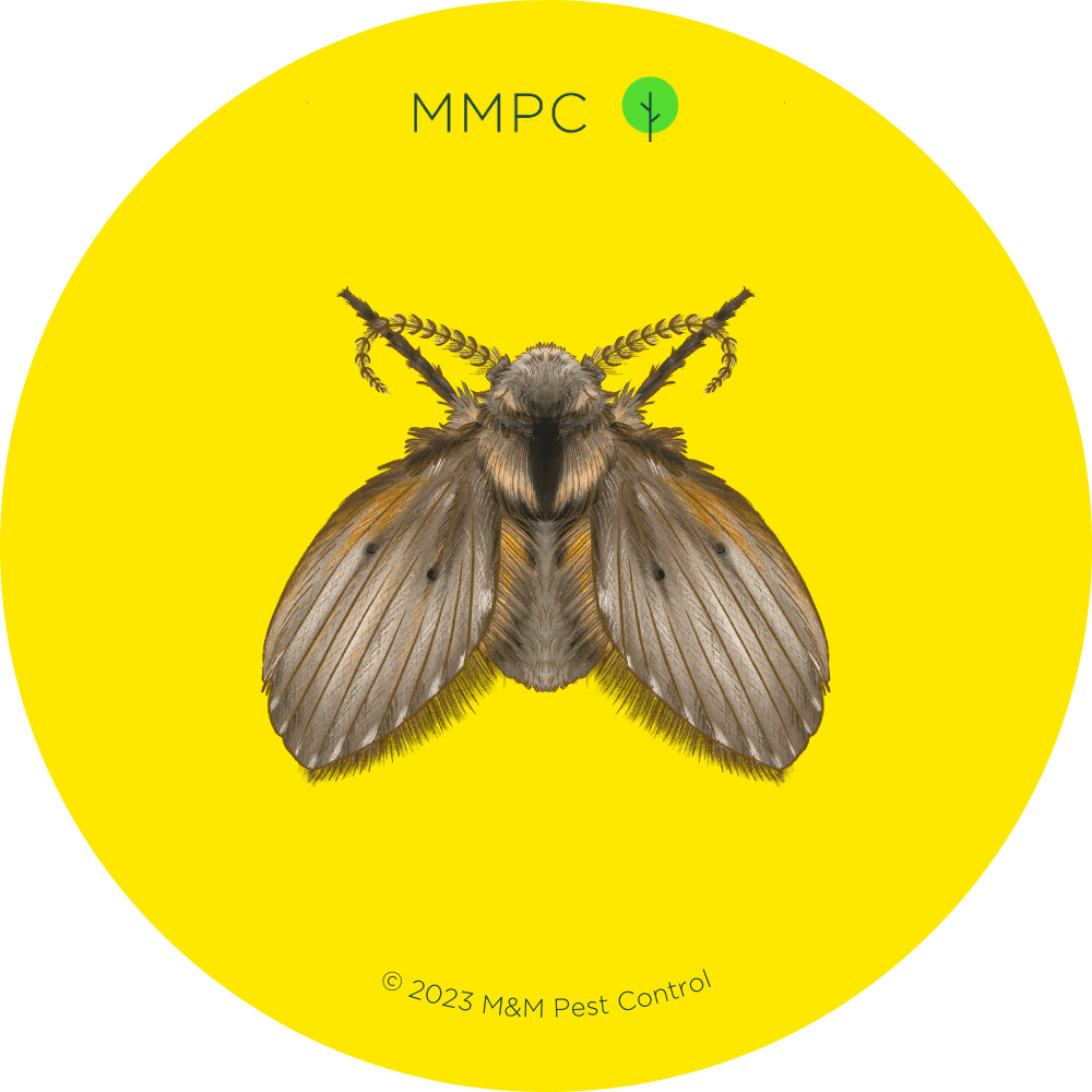 Drain Fly