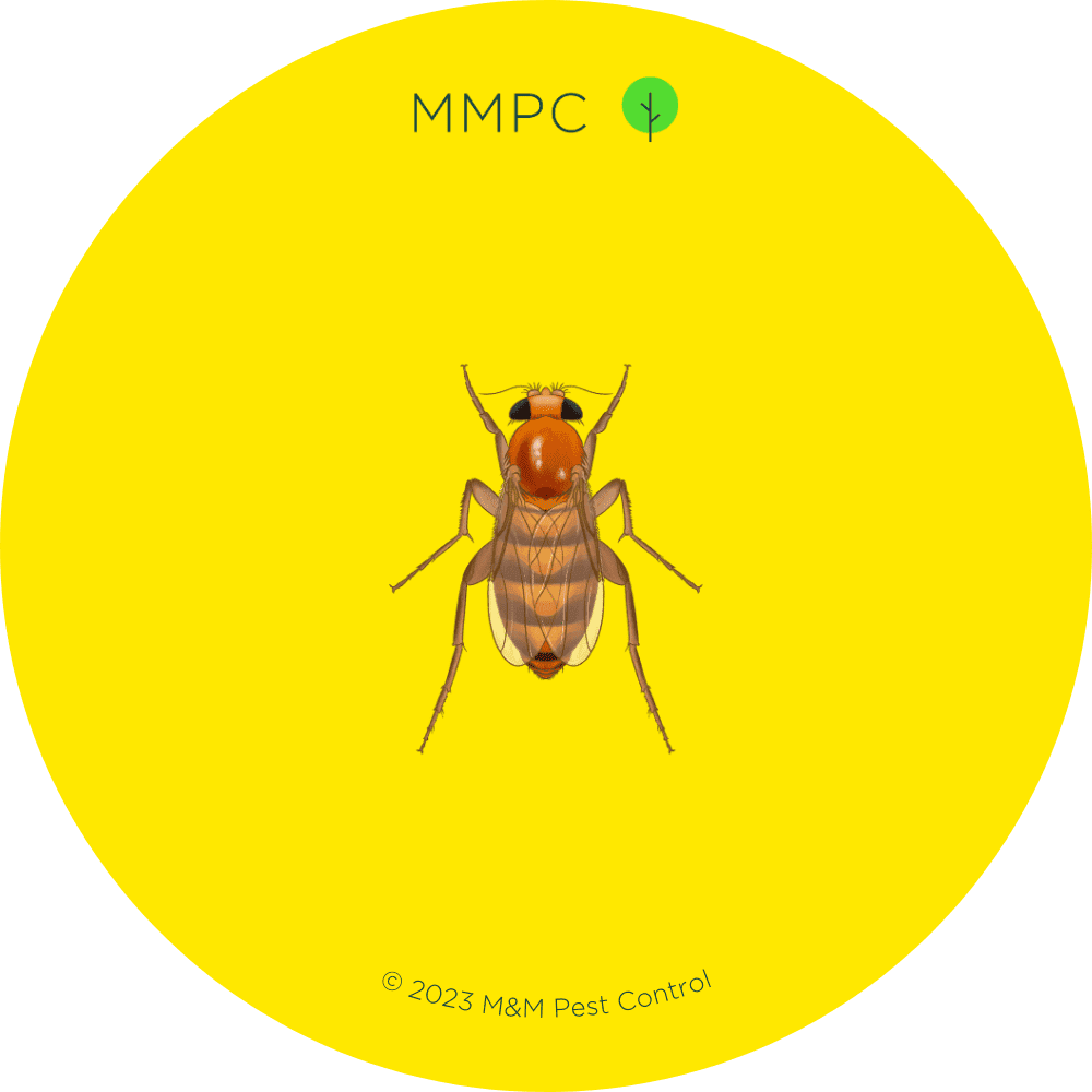 Phorid Fly