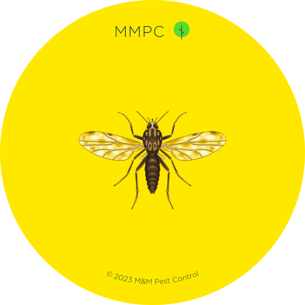 Biting Midge