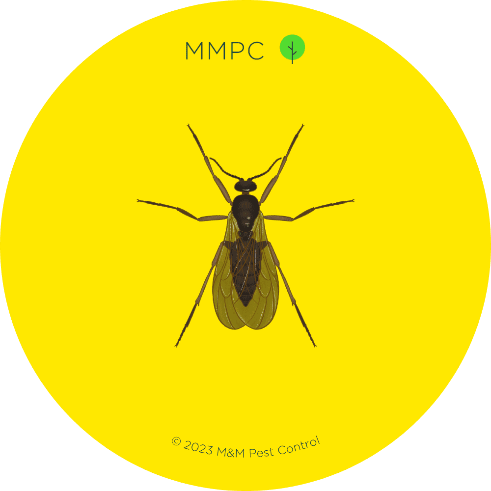 Dark Winged Fungus Gnat
