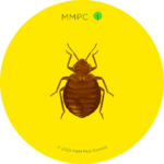 Bed Bug Adult