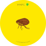 Cat Flea