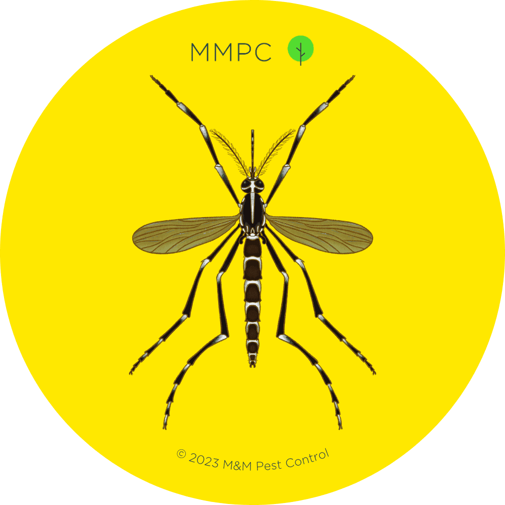 Asian Tiger Mosquito