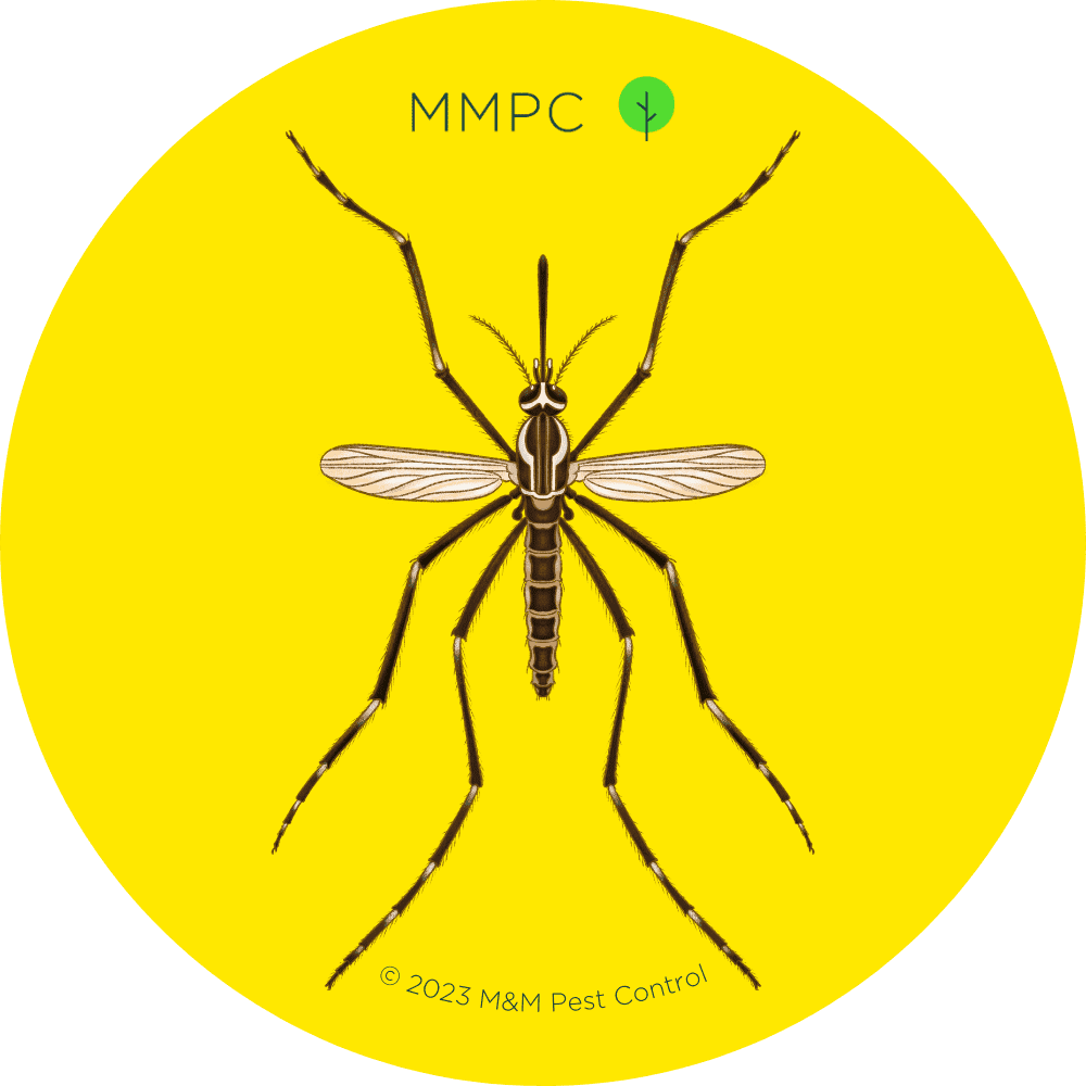 Yellow Fever Mosquito