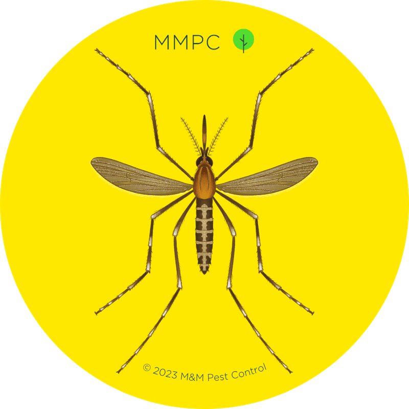 Eastern Saltmarsh Mosquito