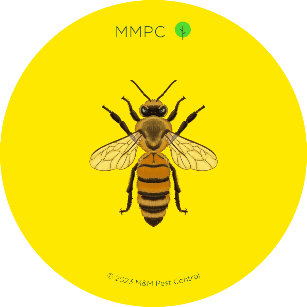Honey Bee