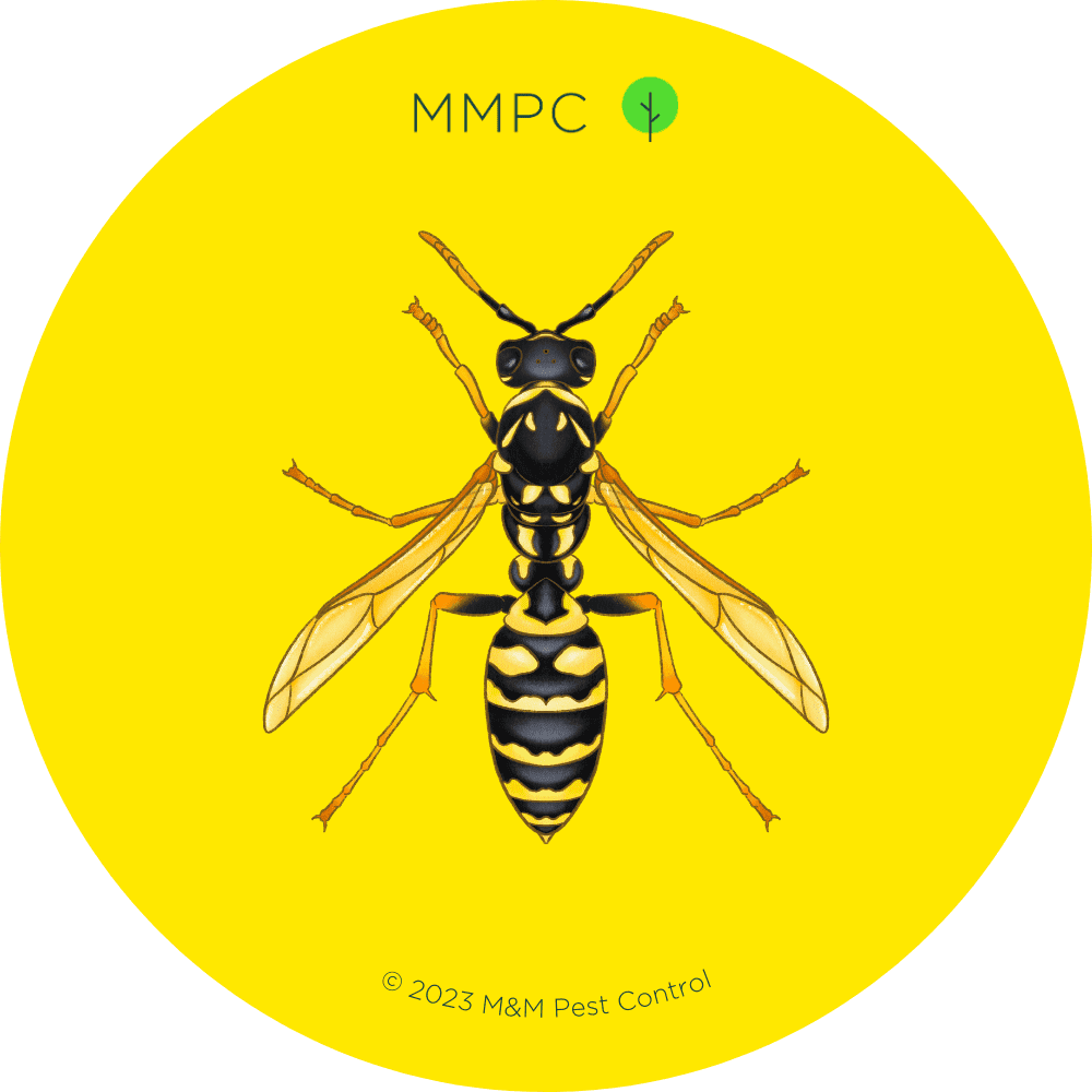 Paper Wasp
