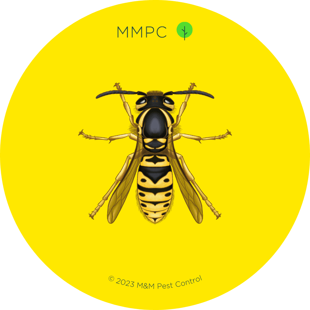 Yellow Jacket