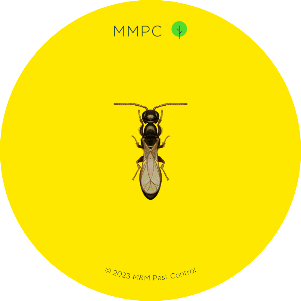Bethylid Wasp