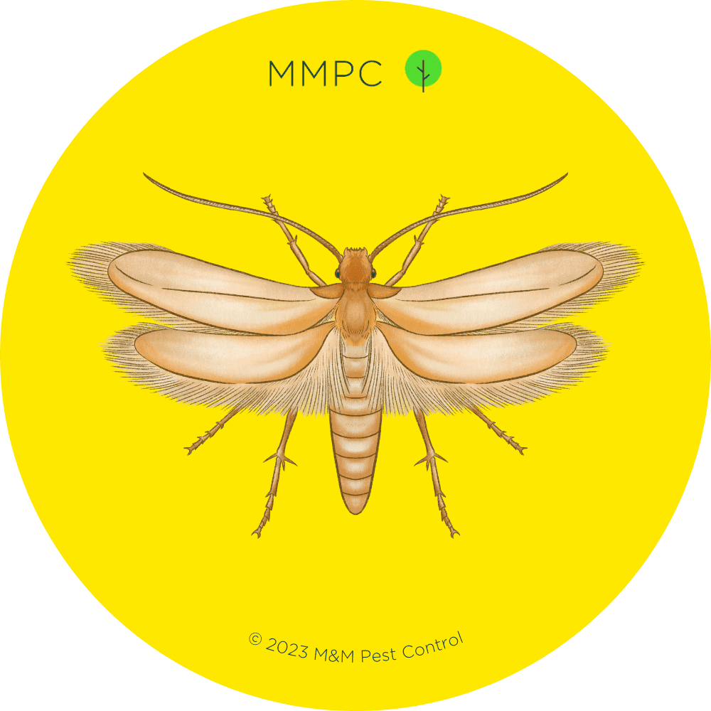 Webbing Clothes Moth