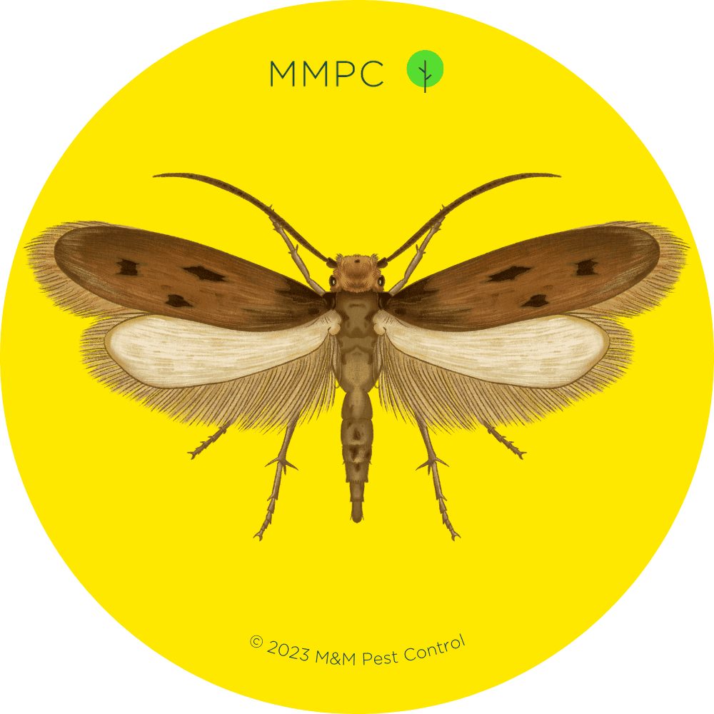 Case-Bearing Clothes Moth