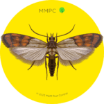 Pantry Moth