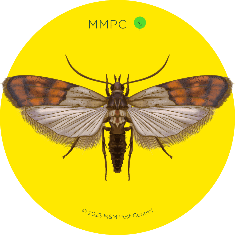 Pantry Moth