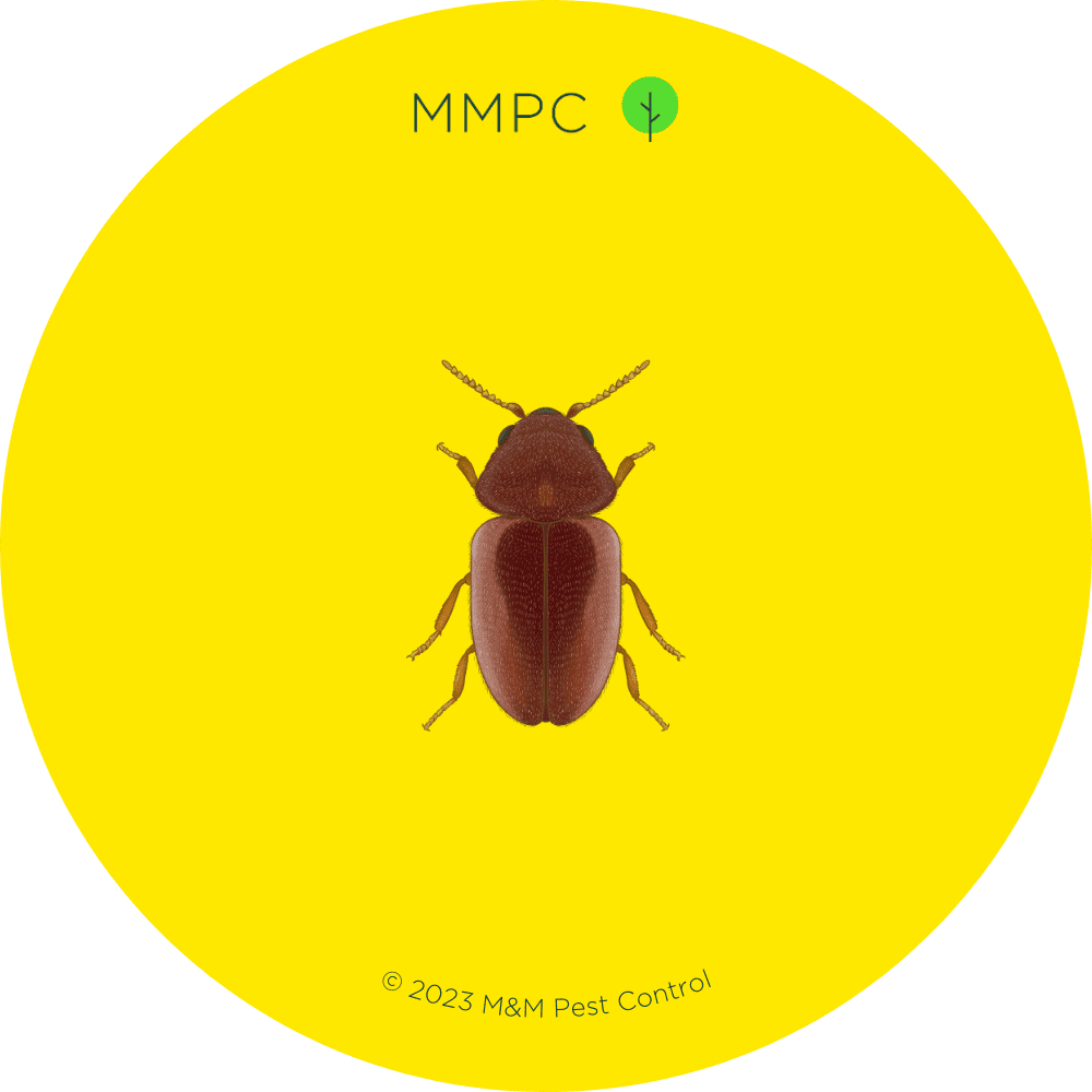 Cigarette Beetle
