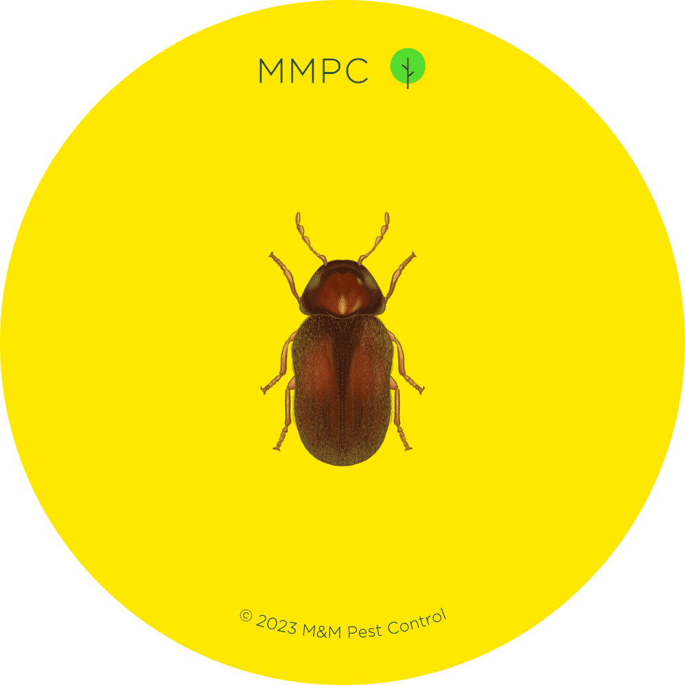 Drugstore Beetle