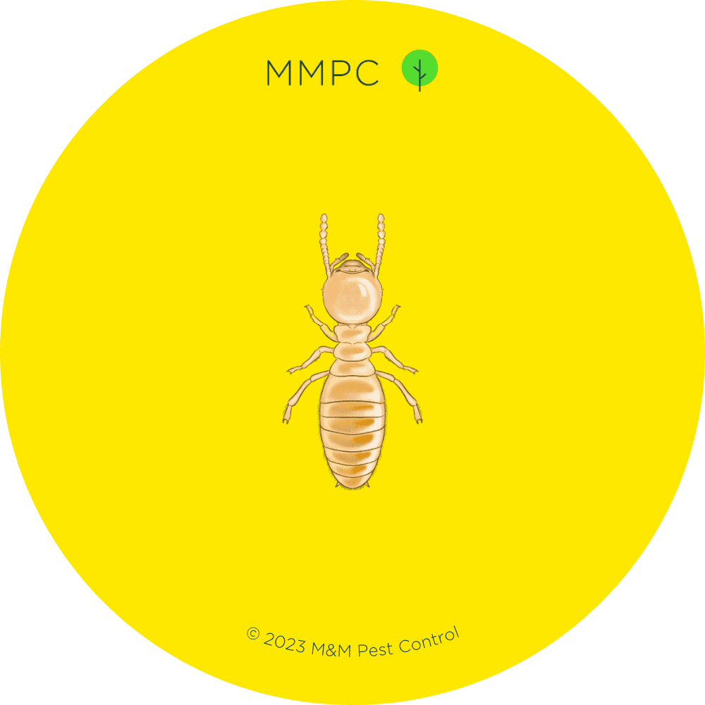 Subterranean Termite Worker