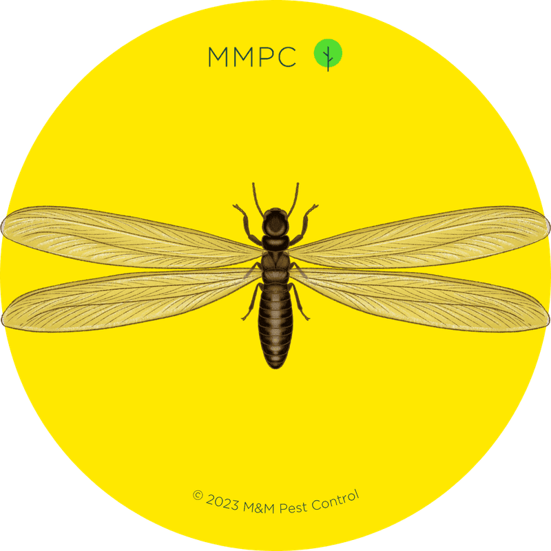 Subterranean Termite Swarmer