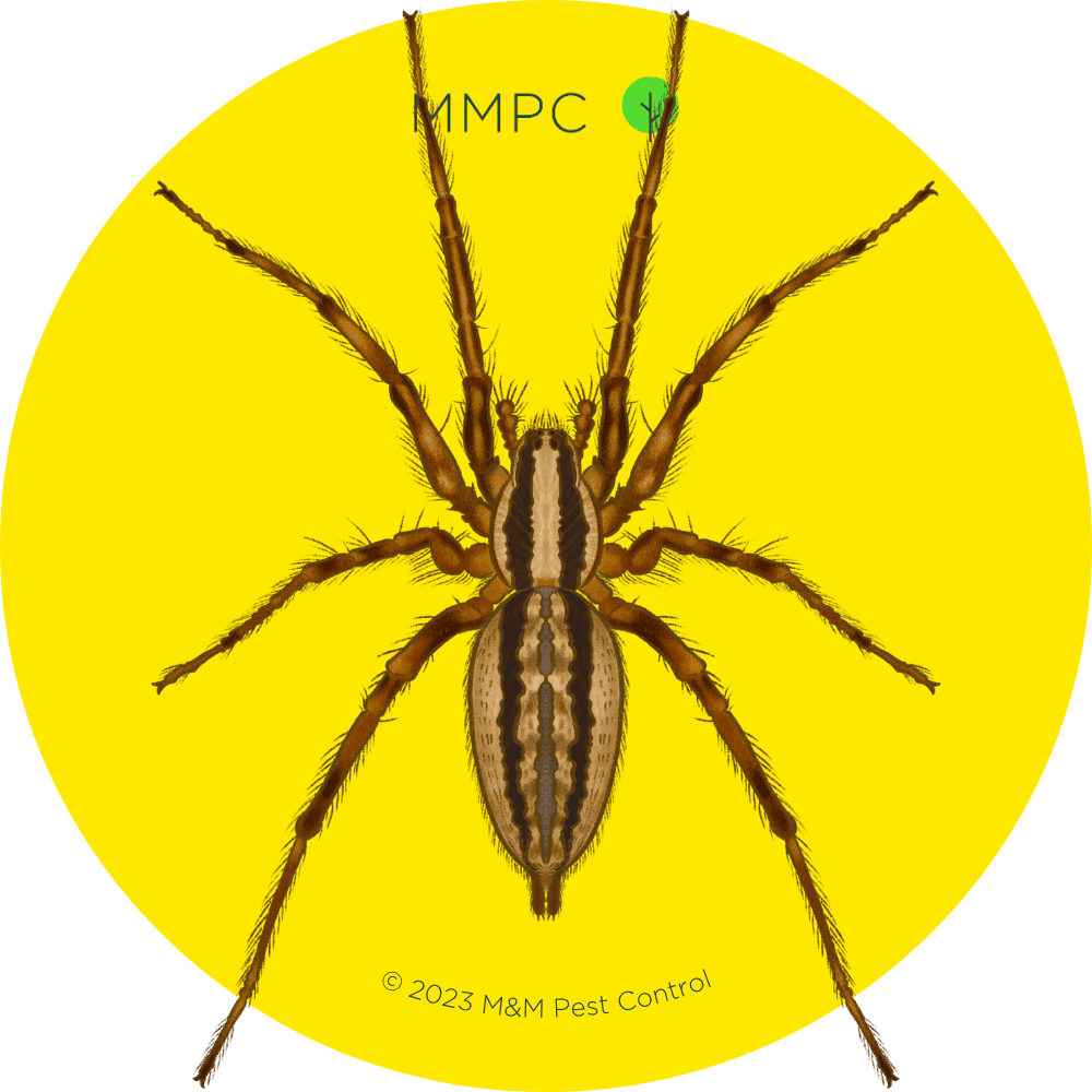 Grass Spider
