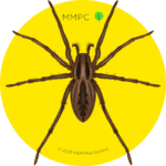 Wolf Spider
